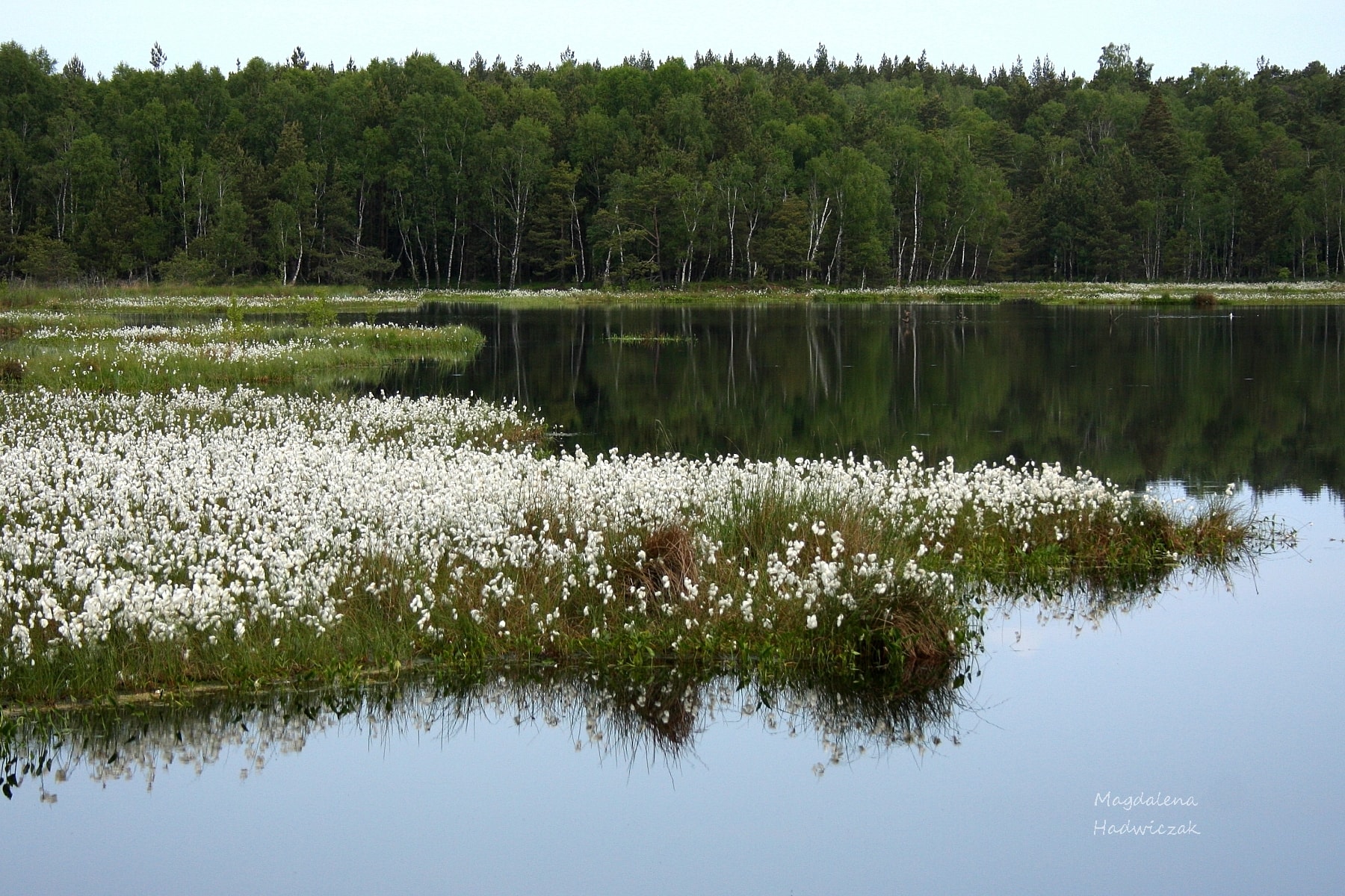 Wiosna nad jeziorem - odbita w lustrze wody sciana lasu