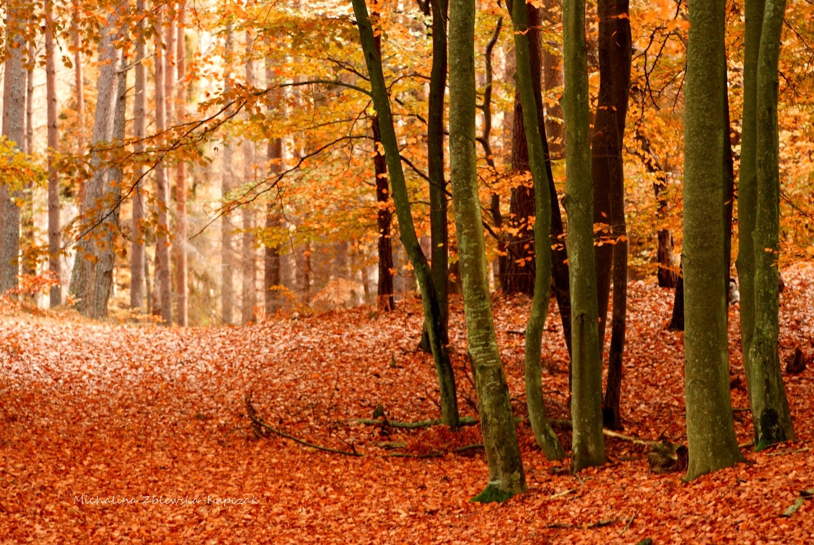 Las jesienią - dywan z liści