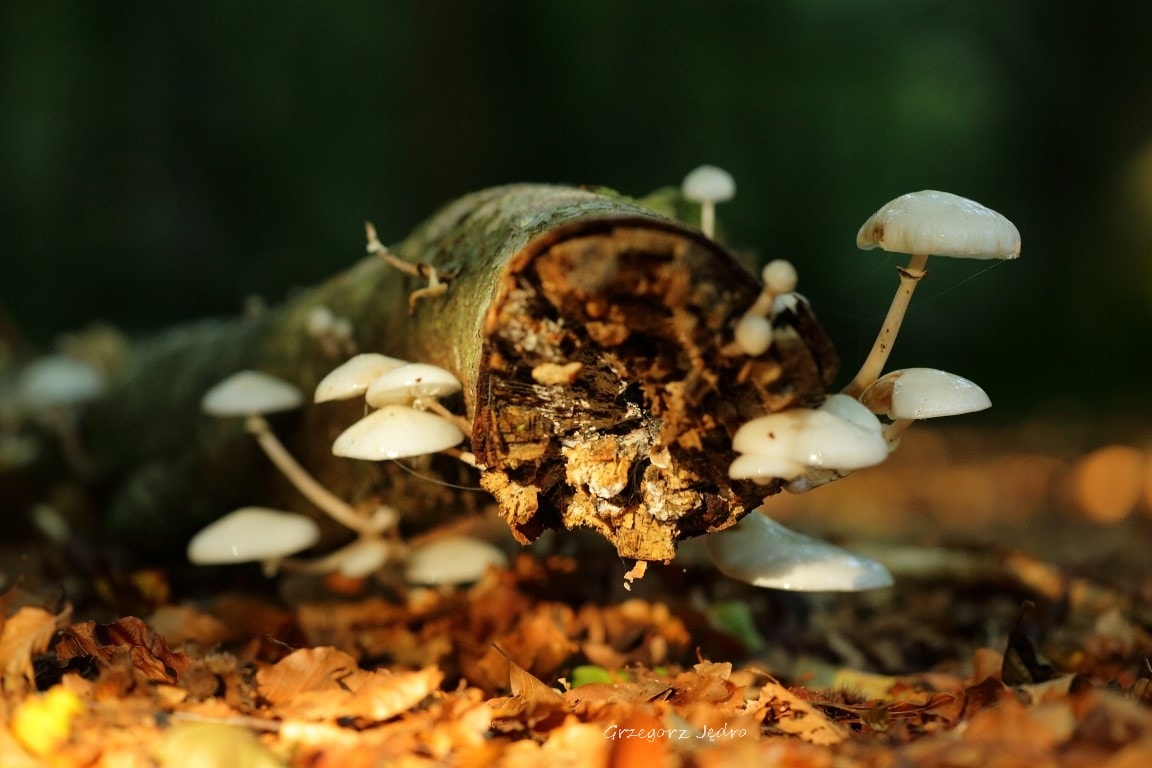Fotografia gałęzi porośniętej grzybami