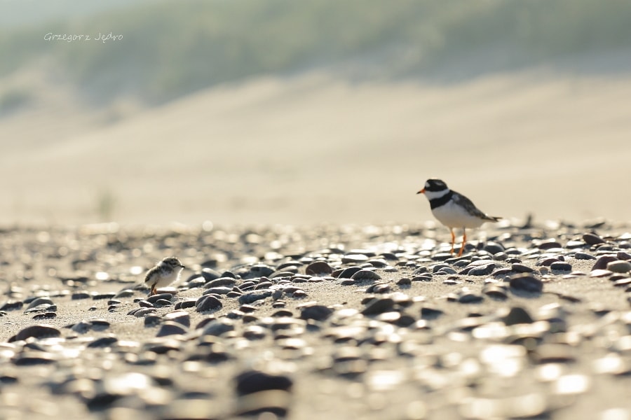 Ptak na kamienistej plaży
